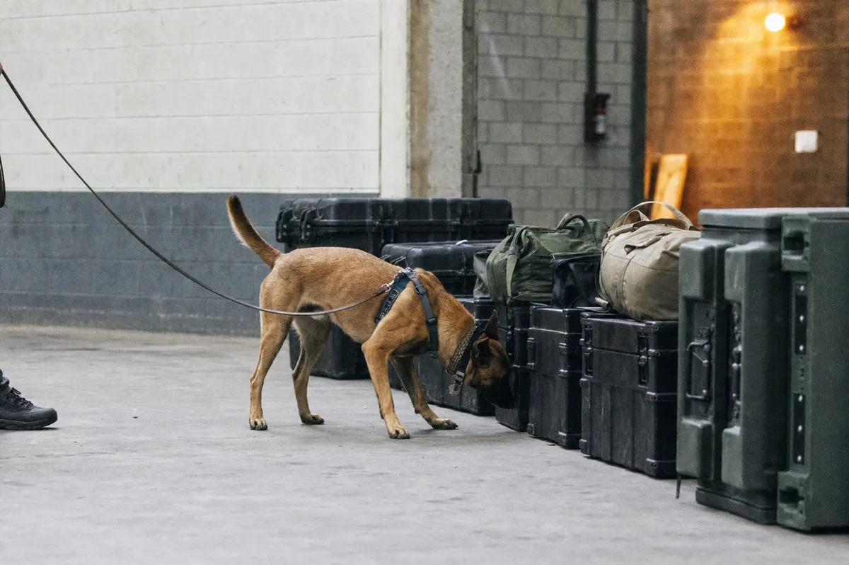 A working detection dog searching a row of crates and duffel bags in a concrete warehouse bay.